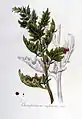 Ilustración de la especie (bajo su basónimo Chenopodium rubrum) en Flora Batava of Afbeelding en Beschrijving van Nederlandsche Gewassen, Jan Kops y Herman Christiaan van Hall, Vol. 6, 1832.