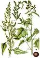 Ilustración de la especie (bajo su basónimo Chenopodium hybridum) en Deutschlands Flora in Abbildungen nach der Natur mit Beschreibungen, Johann Georg Sturm, XXVI, 1796.