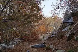 Visión al interior del bosque de Nothofagus macrocarpa.