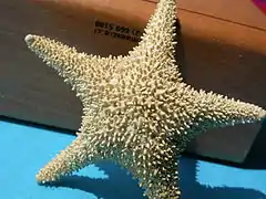 Chitonaster trangae