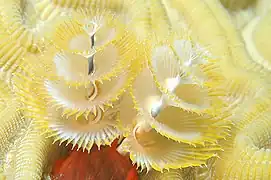 S. giganteus en Bonaire.