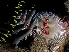 S. giganteus en Timor Este.
