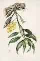 Chysis laevis orchid