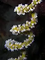 Cirripathes o coral alambre