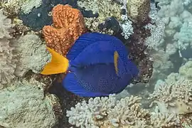 Zebrasoma xanthurum