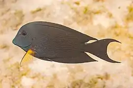 En el mar Rojo, Egipto.