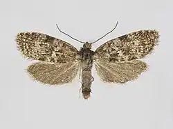 Clepsis nybomi