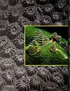 S. giganteus en Montastraea cavernosa.