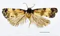 Cochylis discerta