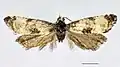 Cochylis dubitana