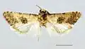 Cochylis faustana