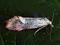 Cochylis flaviciliana