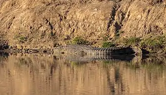 Parque nacional Kruger, Sudáfrica.