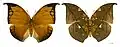 Anaea - Anaea archidona ♂