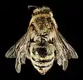 Colletes phaceliae