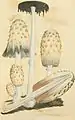 Ilustración de Coprinus comatus de 1797