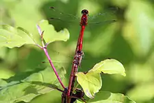 En tándem (hembra con abdomen rojo)
