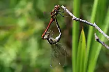 Apareamiento (hembra con pterostigma azul claro)