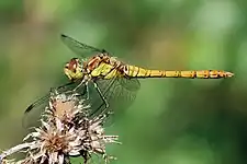 Macho (abdomen amarillo y pterostigma marrón)