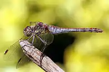 Hembra adulta (abdomen rojo)