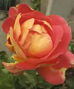 Rosa 'Condesa de Sástago', HP. P. Dot, 1930. La primera rosabicolor creada y uno de los grandes éxitos de Dot.