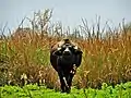 Búfalo silvestre (Bubalus bubalis)