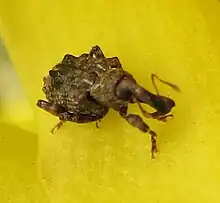 Conotrachelus nenuphar