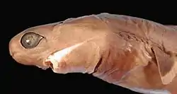 Cabeza de I. brasiliensis mostrando la posición de la boca.
