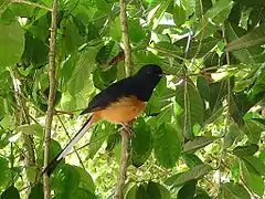 La ave Copsychus malabaricus.