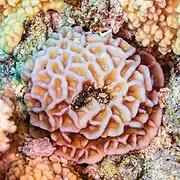 Goniastrea pectinata