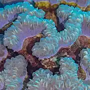Plerogyra sinuosa en el mar Rojo.