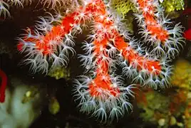 Corallium rubrum o Coral rojo.