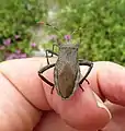 Vista dorsal mostrando el patrón típico de venación en las alas de un espécimen de Coreidae