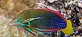 Ejemplar adulto macho con Labroides phthirophagus