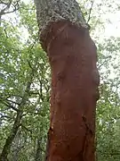 Primer plano de uno de los alcornoques en el bosque de Aïn Draham.
