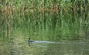 Cormorán grande (Phalacrocorax carbo).