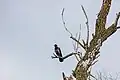 Corvus cornix en el delta del Danubio, Rumanía.