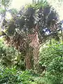 Corypha umbraculifera en Lyon Arboretum, Hawaii, EUA.