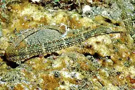 Corythoichthys schultzi