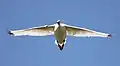 Cisne coscoroba(Coscoroba coscoroba).