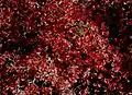 Cotoneaster praecox