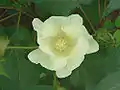 Flor