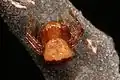 Synema parvulum