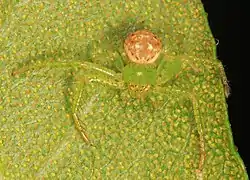 Synema viridans