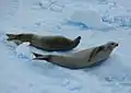 Focas cangrejeras (Lobodon carcinophagus) en el canal.