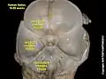 Fosa craneal media en el feto humano