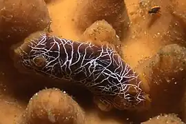 Doriopsilla miniata