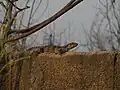 Una hembra en un muro.