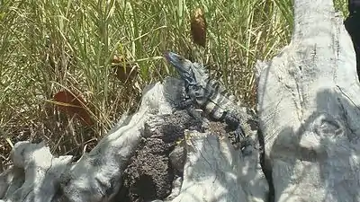 Ctenosaura similis.