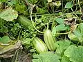 Melones verdes